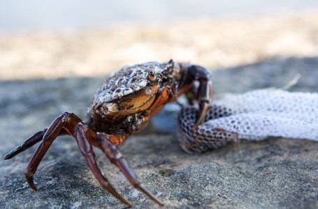 Crab